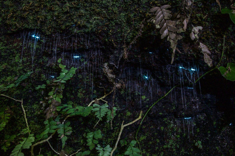 Costa Dorada: Experiencia nocturna en la selva tropical y con lombrices incandescentes