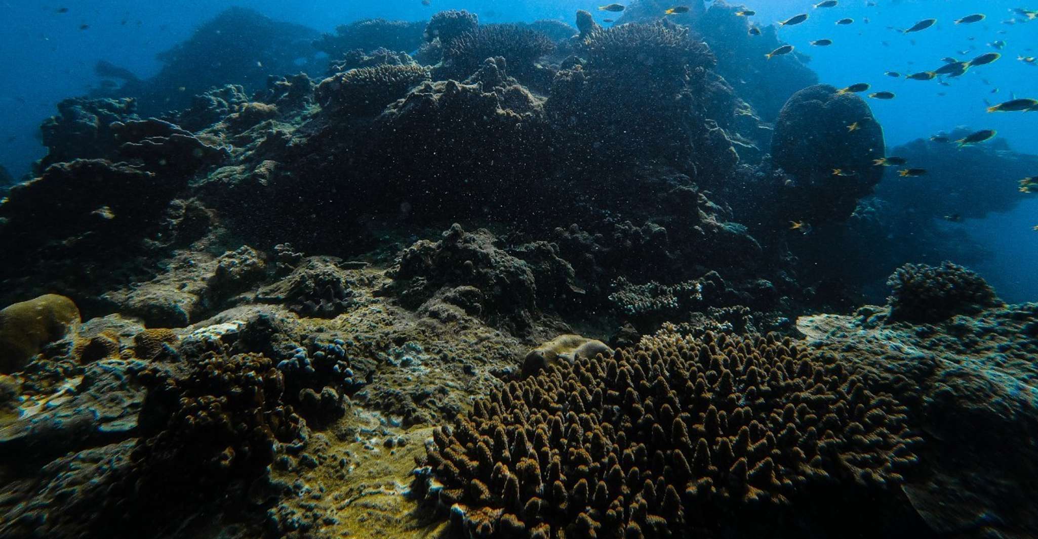 Desde Krabi, Excursión de un día en lancha rápida de Phi Phi Islands - Hizvo