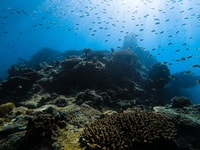 From Krabi, Phi Phi Islands Speedboat Day Tour - Hizvo