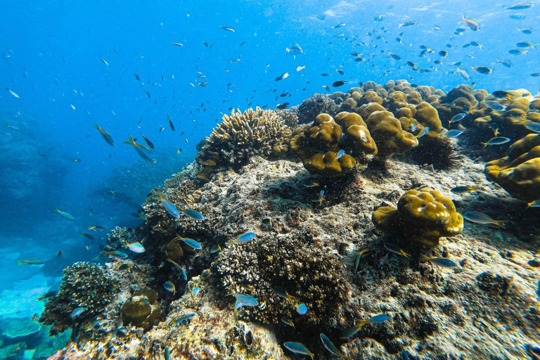 Från Krabi: Phi Phi-öarna - dagstur med motorbåtFrån Krabi: Dagsttur till Phi Phi-öarna på snabb-båt