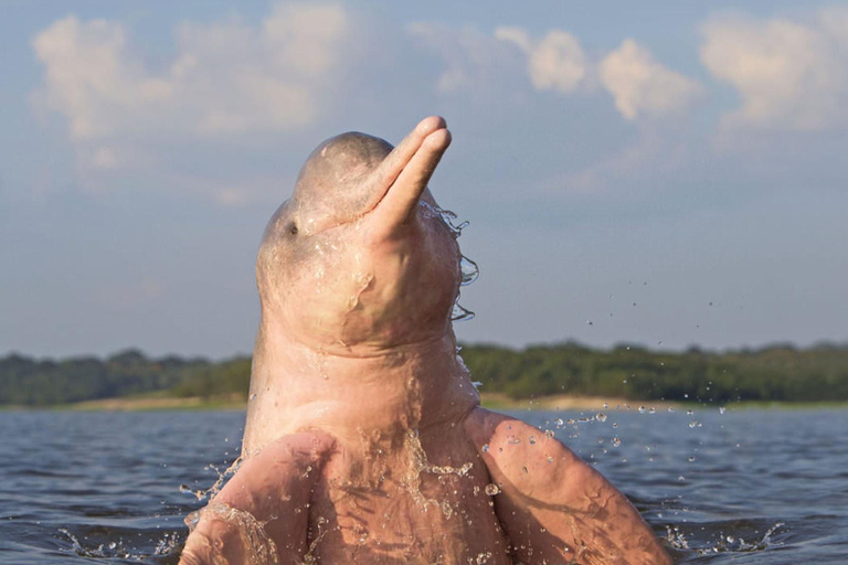 Von Iquitos aus: 4-tägige Tour durch den nördlichen Amazonas