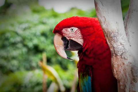 Aventura de 3 dias na floresta amazónica