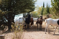 Madrid, Horse Riding in Sierra del Guadarrama National Park - Housity