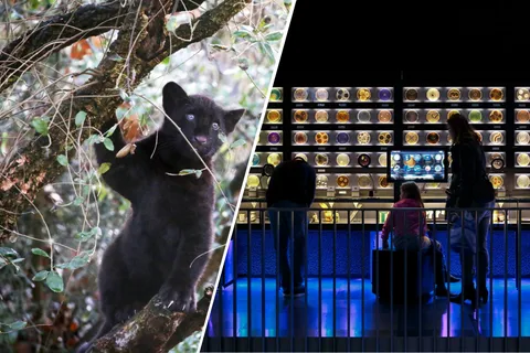 Комбинированный билет в зоопарк Artis Royal и ARTIS-Micropia