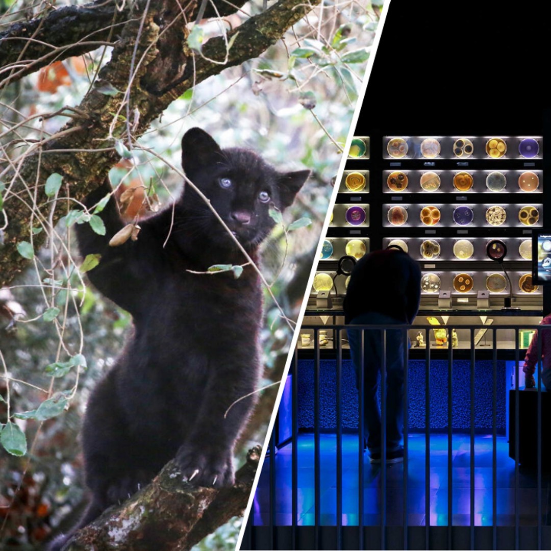 Mediencollage