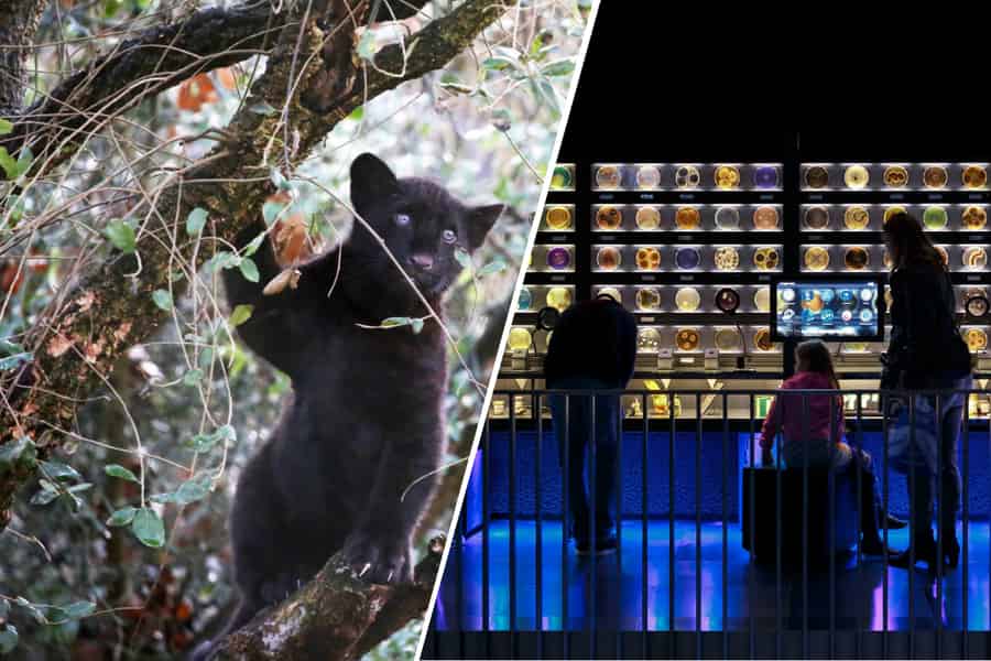 Amsterdam: Artis Royal Zoo & ARTIS-Micropia Kombiticket. Foto: GetYourGuide
