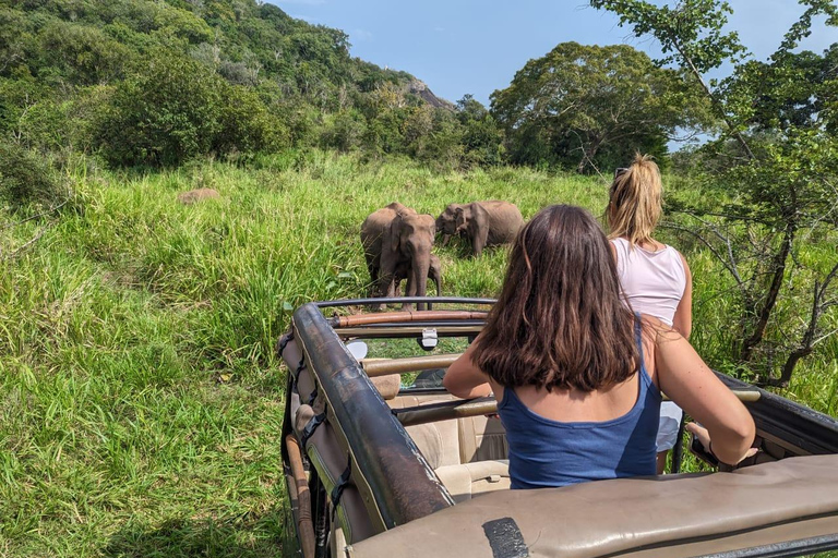 Sigiriya: Minneriya Safari, Yapahuwa Rock & Colombo Drop-off Sigiriya: Minneriya Safari, Yapahuwa Rock & Negombo Drop-off