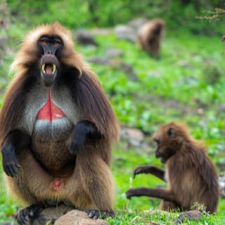 Addis Ababa: Cave Church, Blue Nile Gorge & Endemic Wildlife