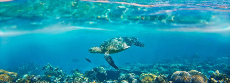 Hurghada: Giftun Islands & Snorkeling Boat Tour with Lunch