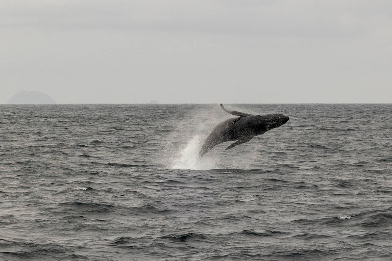 San Diego: Delfin- och valskådningskryssning i solnedgången