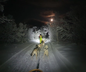 Børselv: Slitta trainata da cani nella natura artica con gli Husky