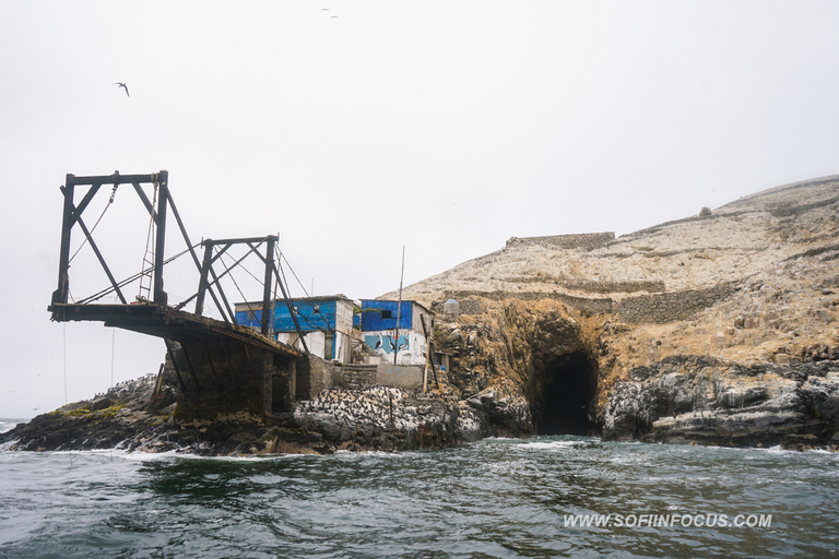 Callao: tour en barco y baño con leones marinos Islas Palomino