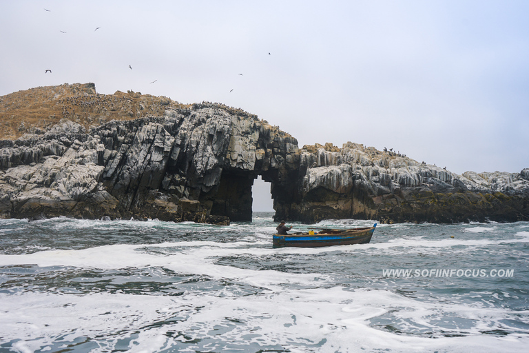 Callao: tour en barco y baño con leones marinos Islas Palomino