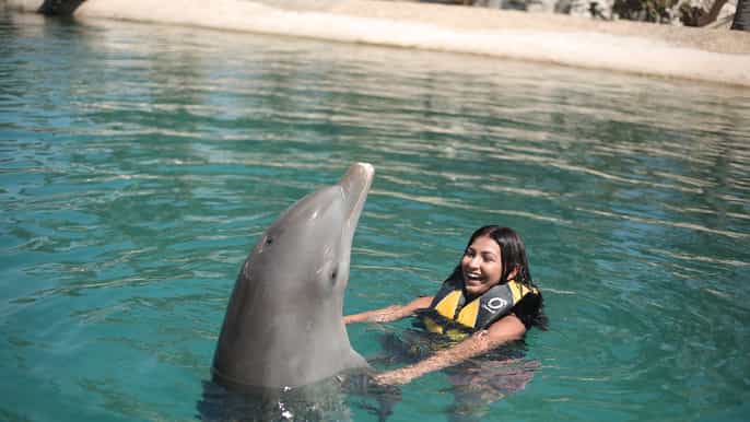 puerto plata ocean world dolphin swim