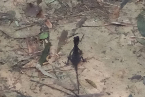 Khao Lak: Khao Sok Elephant Sanctuary and Night Jungle Walk Khao Sok Elephant Sanctuary and Night Jungle Walk