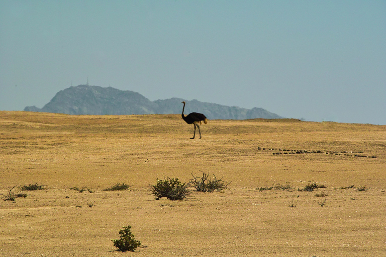 Landausflug Walvis Bay: Flamingos, Düne 7, Swakopmund