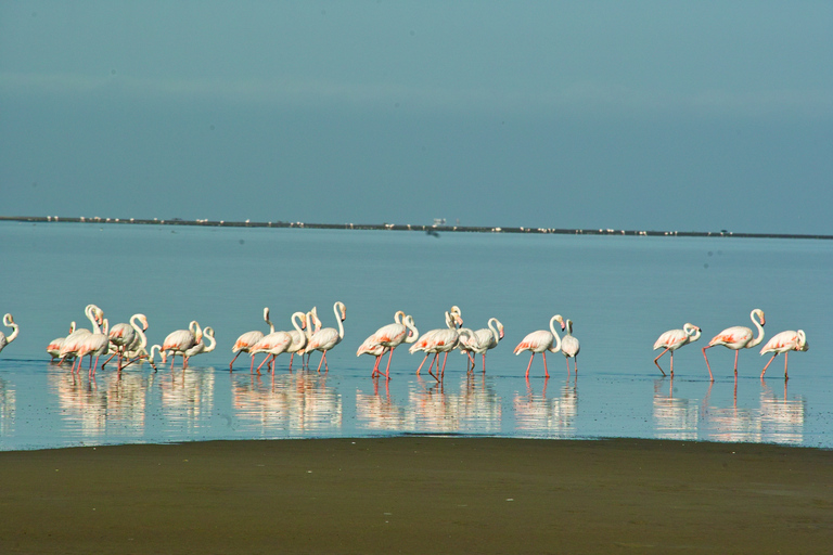 Landausflug Walvis Bay: Flamingos, Düne 7, Swakopmund