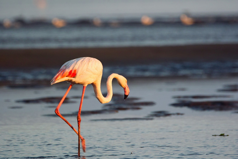 Landausflug Walvis Bay: Flamingos, Düne 7, Swakopmund