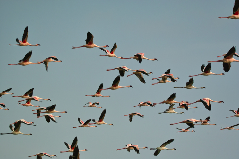 Landausflug Walvis Bay: Flamingos, Düne 7, Swakopmund