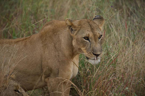 Fly from Zanzibar: 2-Day Nyerere National Park Safari