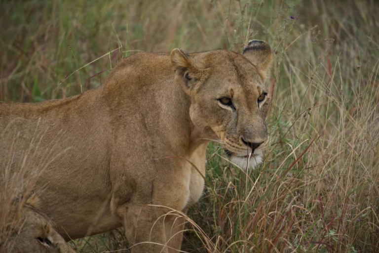 Fly from Zanzibar: 2-Day Nyerere National Park Safari
