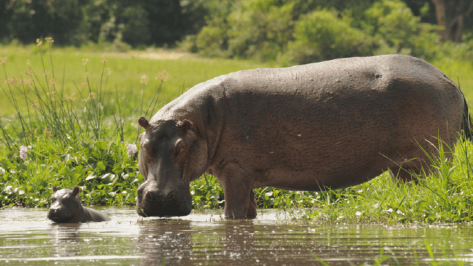 murchison falls national park 3day safari with boat cruise