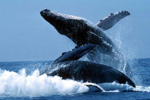 Punta Cana: Whale Whatching Sanctuary-ervaring