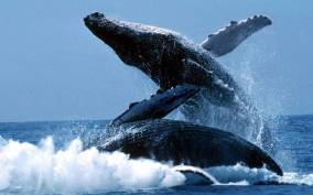 Punta Cana: Whale Whatching Sanctuary Experience