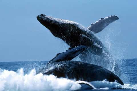 Punta Cana: Whale Whatching Sanctuary Experience