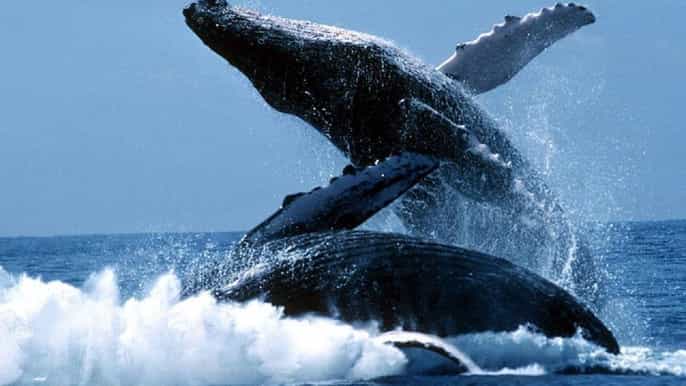 punta cana whale whatching sanctuary experience