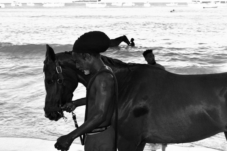 Experience Swimming Horses at Carlisle Bay & the Garrison South West Option