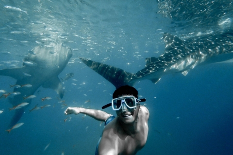 Cebu: Prywatna wyspa Sumilon i opcjonalne pływanie rekinów wielorybichSumilon Island & Whale Shark Swim