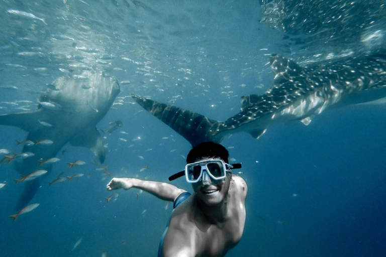 Cebu : visite privée de l'île de Sumilon et requins-baleinesSumilon et baignade avec les requins-baleines