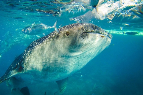 Cebú: Isla privada Sumilon y baño opcional con tiburones ballenaIsla Sumilon y nado con tiburones ballena