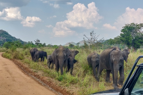 Z Kandy: Sigiriya Rock, Village Tour i Minneriya ParkSigiriya Rock and Wild Elephant Safari: Private Day Tour