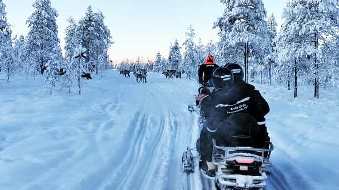 rovaniemi snowmobile tour with reindeer farm experience