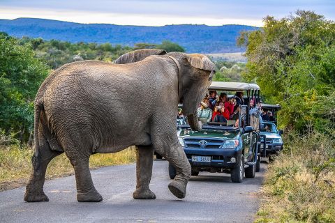 Hluhluwe-Imfolozi: Big 5 Safari d'une journée ou d'une demi-journée