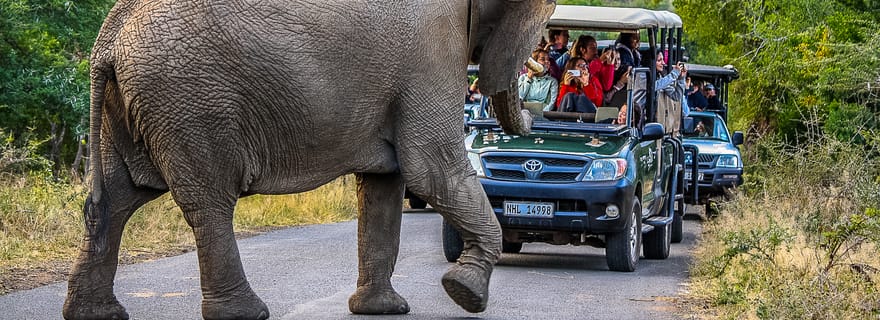 Hluhluwe-Imfolozi : safari d'une journée ou d'une demi-journée pour observer les Big 5