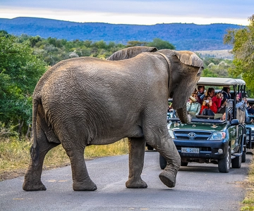 Hluhluwe-Imfolozi: Big 5 Full or Half-Day Safari