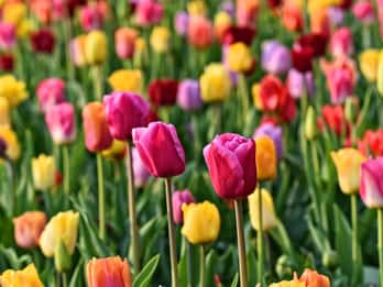 Amsterdam: Halbtägige Keukenhof-Führung plus 1 Aktivität Amsterdam: Halbtägige Keukenhof-Führung plus 1 Aktivität