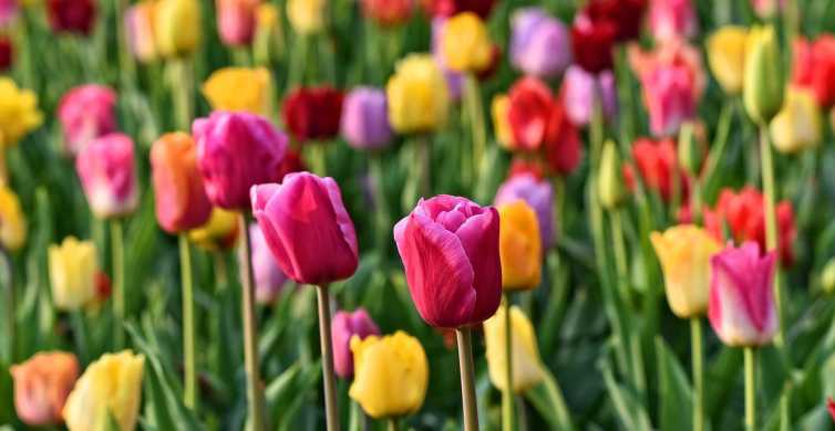 Amsterdam: Guided Half-Day Keukenhof Tour and 1 Attraction