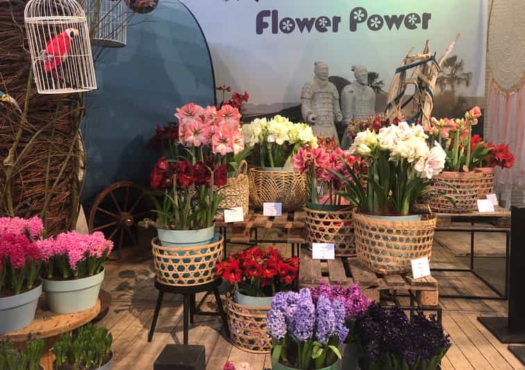 Amsterdam: Keukenhof Tulpengarten und Giethoorn Erlebnis | GetYourGuide