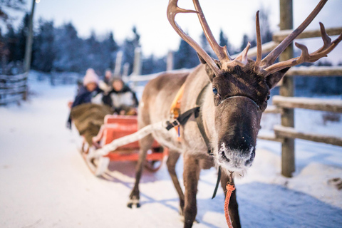 Rovaniemi: Local Reindeer Farm Visit with Sleigh Ride