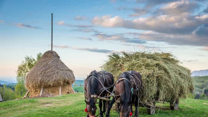 from bucharest 3day bucovina transylvania tour