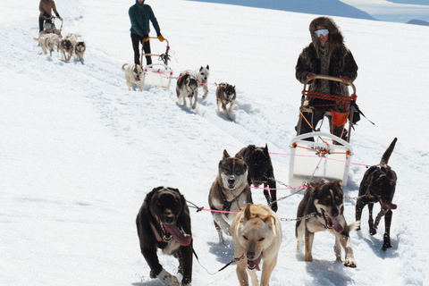 Tromsø: Aventura exclusiva en trineo tirado por perros