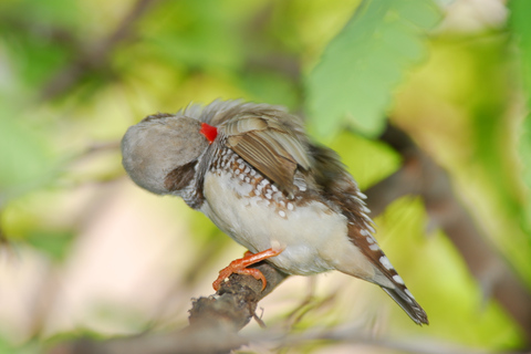 Genoa: Biosfera Entrance Ticket Genova: biglietto d'ingresso per la Biosfera