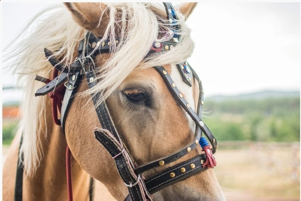 De Bansko, experiencia de montar a caballo - Hizvo