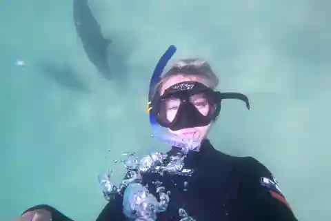 プレテンベルグ ベイ：アザラシの水泳体験