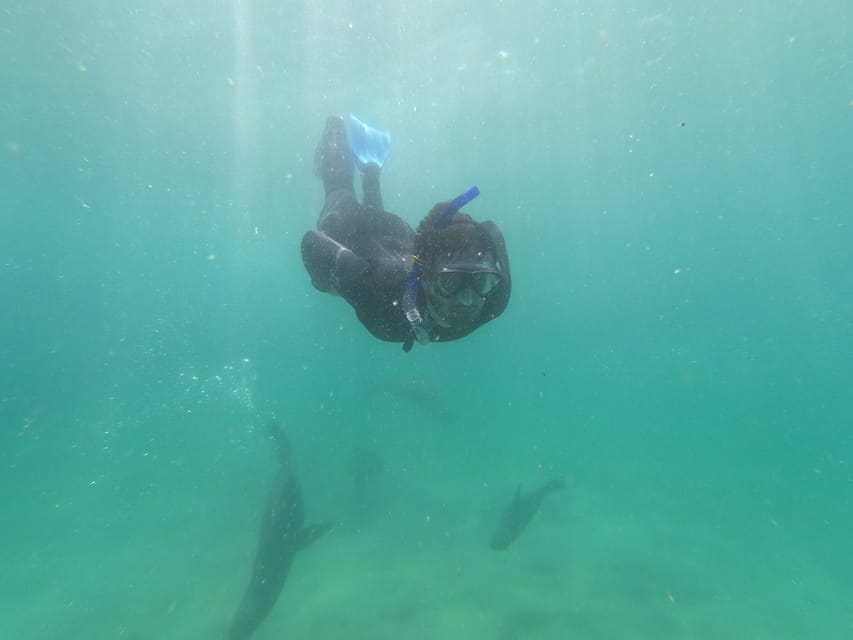 Bahía De Plettenberg: Experiencia De Nadar Con Focas | GetYourGuide