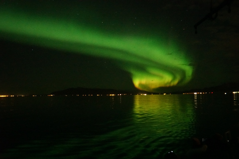 Reykjavik: Kombikryssning med valskådning och norrskenFrån Reykjavík: Valskådning och norrsken